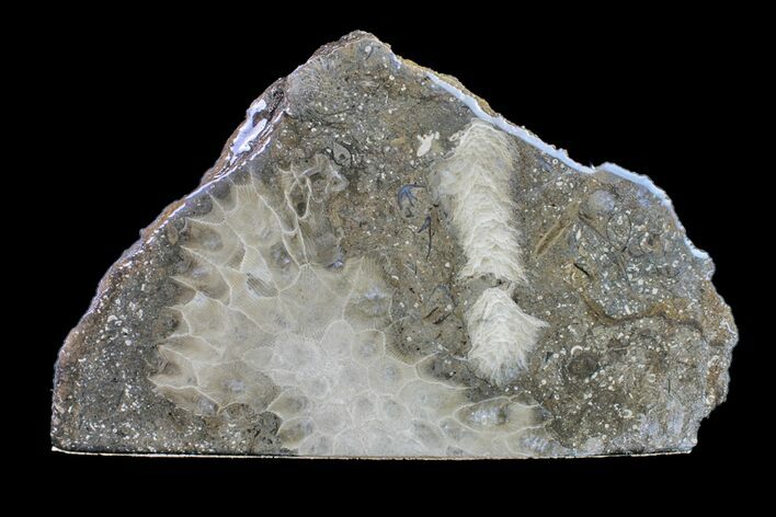 Polished Petoskey Stone (Fossil Coral) - Michigan #156026